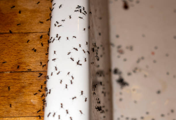Best Wasp Removal Services  in Merrifield, VA