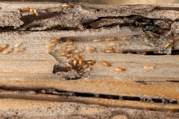 Best Termite Control Services  in Merrifield, VA