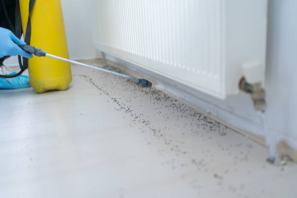 Best Flea Control Services  in Merrifield, VA