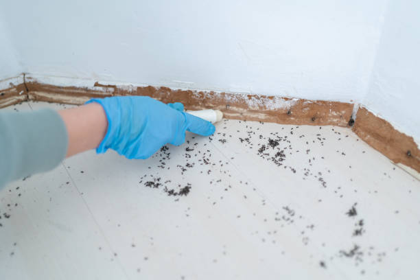 Best Residential Pest Control  in Merrifield, VA